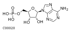 adenosine 5'-monophosphate