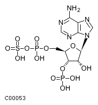 3'-phospho-5'-adenylyl sulfate