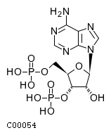 adenosine 3',5'-bismonophosphate