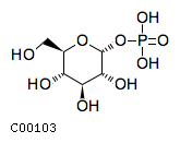alpha-D-glucose 1-phosphate