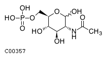 N-acetyl-D-glucosamine 6-phosphate