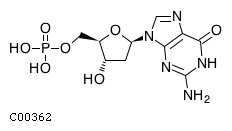 2'-deoxyguanosine 5'-monophosphate