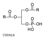 phosphatidic acid