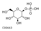 beta-D-glucose 1-phosphate