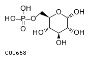 alpha-D-glucose 6-phosphate