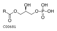 1-acyl-sn-glycerol 3-phosphate