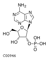 adenosine 2'-phosphate