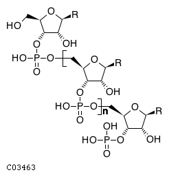 3'-phosphopolynucleotide