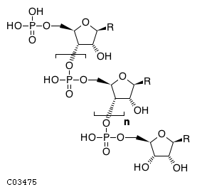 5'-phosphopolynucleotide